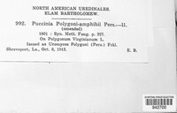 Puccinia polygoni-amphibii image